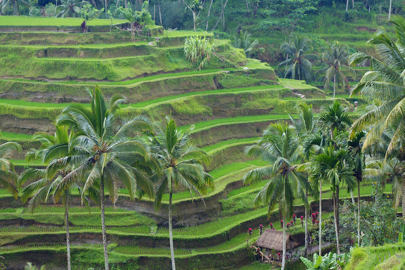 Bali